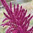 Blütenfoto Amaranthus cruentus