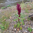 Habitusfoto Amaranthus cruentus