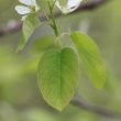 Blätterfoto Amelanchier ovalis