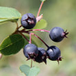 Fruchtfoto Amelanchier ovalis