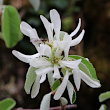 Portraitfoto Amelanchier ovalis