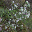 Habitusfoto Amelanchier ovalis