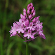 Portraitfoto Anacamptis pyramidalis