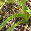 Blätterfoto Anacamptis pyramidalis