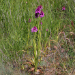 Habitusfoto Anacamptis pyramidalis