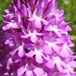 Blütenfoto Anacamptis pyramidalis