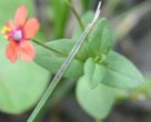 Blätterfoto Anagallis arvensis