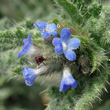 Portraitfoto Anchusa arvensis