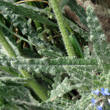 Blätterfoto Anchusa arvensis