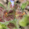 Fruchtfoto Anchusa arvensis