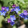 Blütenfoto Anchusa officinalis