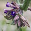 Foto Kelch Anchusa officinalis
