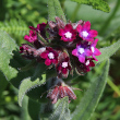 Foto von Besonderheit Anchusa officinalis