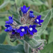 Portraitfoto Anchusa officinalis