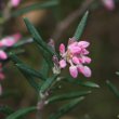 Blütenfoto Andromeda polifolia