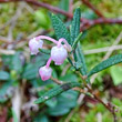 Portraitfoto Andromeda polifolia