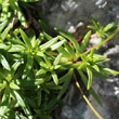 Blätterfoto Androsace lactea