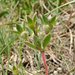 Foto von Besonderheit Androsace maxima