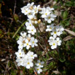 Habitusfoto Androsace obtusifolia