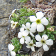Portraitfoto Androsace pubescens