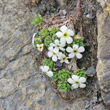 Habitusfoto Androsace pubescens