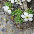 Blätterfoto Androsace pubescens