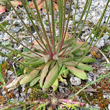 Foto Grundlätter Androsace septentrionalis