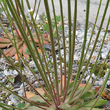 Stängel-/Stammfoto Androsace septentrionalis