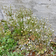 Foto von Besonderheit Androsace septentrionalis
