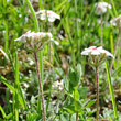 Stängel-/Stammfoto Androsace villosa