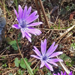 Portraitfoto Anemone hortensis