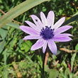 Blütenfoto Anemone hortensis