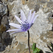 Foto von Besonderheit Anemone hortensis