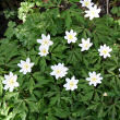 Habitusfoto Anemone nemorosa