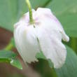 Foto von Besonderheit Anemone nemorosa