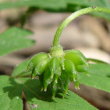 Fruchtfoto Anemone nemorosa