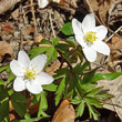 Portraitfoto Anemone nemorosa