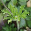 Blätterfoto Anemone sylvestris