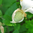 Fruchtfoto Anemone sylvestris