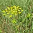 Bl&uuml;tenfoto Anethum graveolens