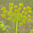 Foto Kelch Anethum graveolens