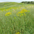 Habitusfoto Anethum graveolens