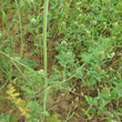 Bl&auml;tterfoto Anethum graveolens