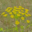 Foto von Besonderheit Anethum graveolens