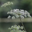 Blütenfoto Angelica sylvestris