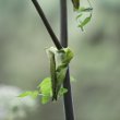 Stängel-/Stammfoto Angelica sylvestris