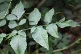 Blätterfoto Angelica sylvestris