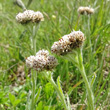 Portraitfoto Antennaria carpatica