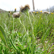 Habitusfoto Antennaria carpatica