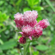 Portraitfoto Antennaria dioica